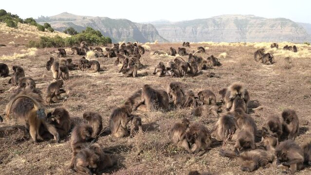 Gelada baboon monkey, Theropithecus gelada, in nature habitat, Simien Mountains NP, Ethiopia. Primate from east Africa in the grass meadow, feeding. Wildlife nature in Ethiopia. Animal behaviour.