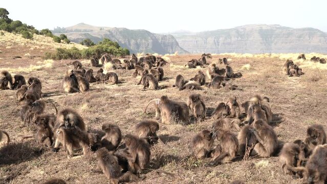 Gelada baboon monkey, Theropithecus gelada, in nature habitat, Simien Mountains NP, Ethiopia. Primate from east Africa in the grass meadow, feeding. Wildlife nature in Ethiopia. Animal behaviour.
