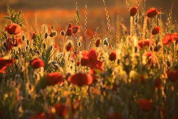 Morgensonne im Mohnfeld