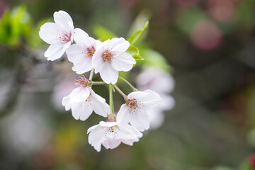 Beautiful Yoshino Sakura Cherry Blossom is blooming with sprout in Alishan National Forest Recreation Area in Taiwan.