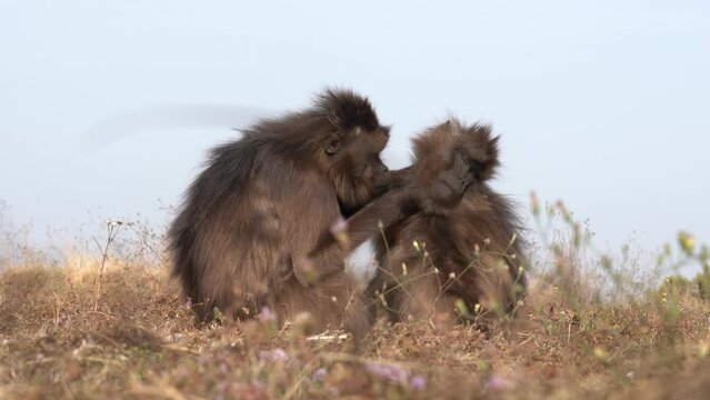 Gelada baboon monkey, Theropithecus gelada, in nature habitat, Simien Mountains NP, Ethiopia. Primate from east Africa in the grass meadow, feeding. Wildlife nature in Ethiopia. Animal behaviour.