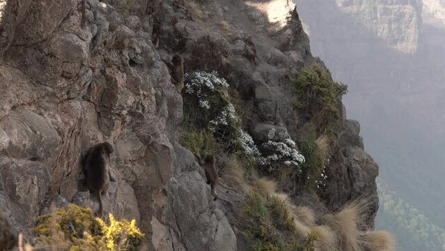 Gelada baboon monkey, Theropithecus gelada, in nature habitat, Simien Mountains NP, Ethiopia. Primate from east Africa in the grass meadow, feeding. Wildlife nature in Ethiopia. Animal behaviour.