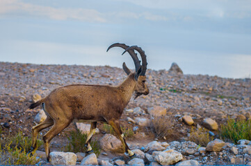 mountain goat with long horns descends to the dead sea