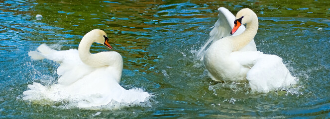 two swans spread their wings and are on the water opposite each other © cooperr