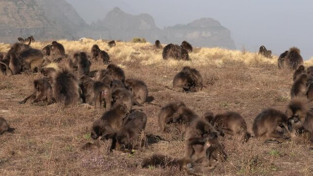 Gelada baboon monkey, Theropithecus gelada, in nature habitat, Simien Mountains NP, Ethiopia. Primate from east Africa in the grass meadow, feeding. Wildlife nature in Ethiopia. Animal behaviour.