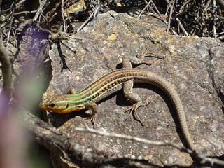 Greek lizard