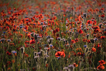 Morgensonne im Mohnfeld