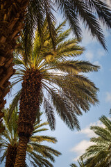 Fototapeta na wymiar palm plantation in an oasis in the desert tropical landscape