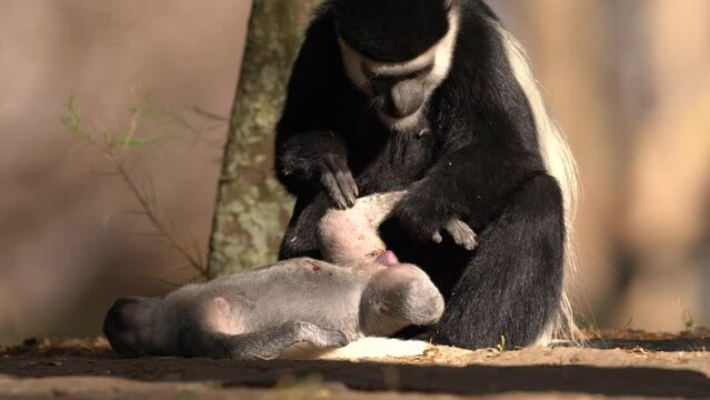 Mantled guereza, Colobus guereza, Harenna Forest, Bale Mountains NP, in Ethiopia. Black and white monkey from east Africa. Animal with young baby, mother care. Wildlife nature from Ethiopia. 