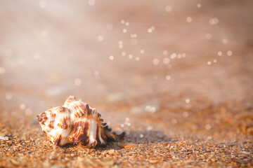 the shell lies on the beach on a sunny summer day. there is a place to record