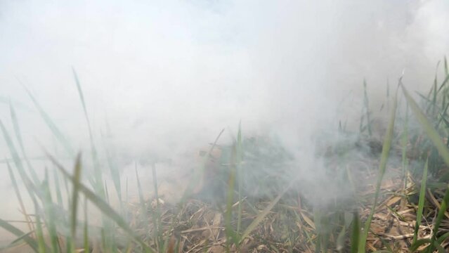 Military smoke bomb lying on grassy land and smoking with dense and foggy gas