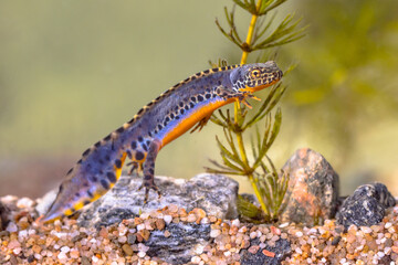 Alpine newt aquatic animal swimming in freshwater habitat
