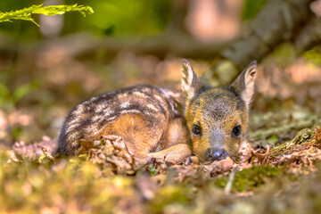 Adorable roe deer fawn in forest © creativenature.nl