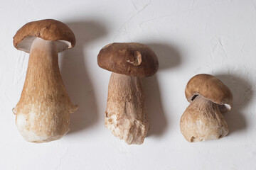 Wild forest Boletus on a white background top view