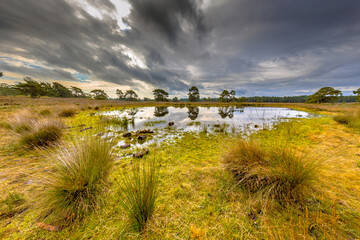 Fen in nature reserve Tongerense heide