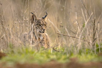 Iberian Lynx in Ambush near Rabbit Residence