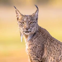 Fotobehang Lynx Portret van een Iberische lynx op een heldere achtergrond