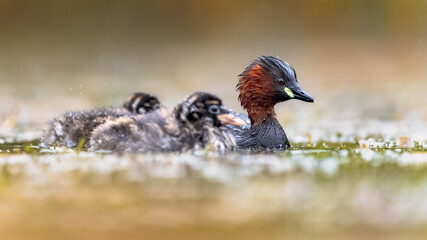 Little Grebe catching fish in pond for chicks