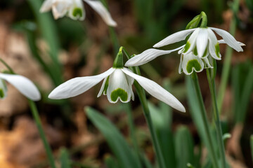 Fototapeta premium Galanthus 'Hippolyta' (snowdrop) a spring winter bulbous flowering plant with a white green springtime flower in January, stock photo image