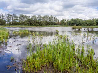Falkirk wetlands, Falkirk, Scotland, UK