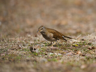 冬の草原のシロハラ