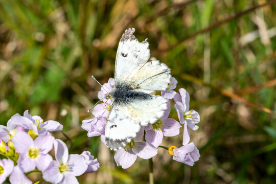 Orange tip butterfly female (Anthocharis cardamines) with its wings outstretched feeding on a cuckoo flower (Cardamine pratensis) in spring, stock photo image