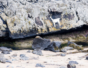 Carved image of a deer in rocks at Bamburgh beach, Bamburgh, Northumberland, UK