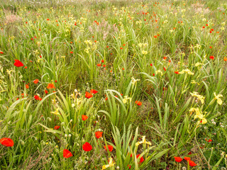 Red poppeis growing wild in field at Falkirk, Scotland, UK