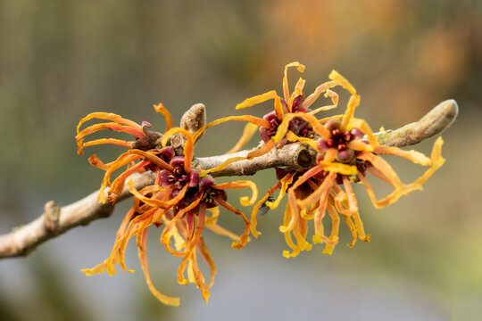 Hamamelis x Intermedia 'Jelena' (witch hazel) a winter spring flowering tree shrub plant which has a highly fragrant springtime red flower and leafless when in bloom stock photo image