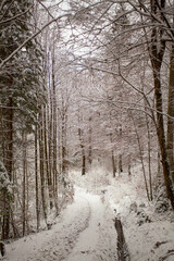 snow covered road in the forest