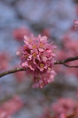 Pink cherry blossom in early February in London park. It is a sunny day with bright blue sky. It’s an incredible combination of pink and blue colours. The flowers are tender and look pretty fluffy.