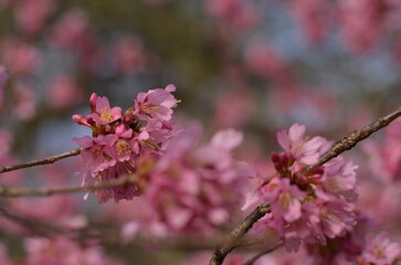 Pink cherry blossom in early February in London park. It is a sunny day with bright blue sky. It’s an incredible combination of pink and blue colours. The flowers are tender and look pretty fluffy.