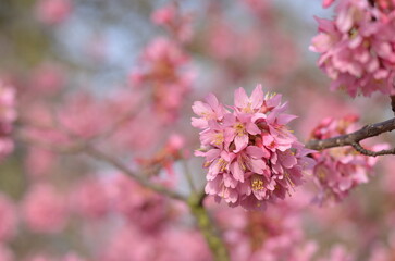 Pink cherry blossom in early February in London park. It is a sunny day with bright blue sky. It’s an incredible combination of pink and blue colours. The flowers are tender and look pretty fluffy.