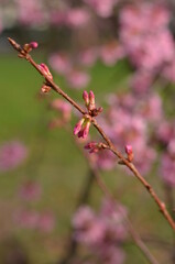 Pink cherry blossom in early February in London park. It is a sunny day with bright blue sky. It’s an incredible combination of pink and blue colours. The flowers are tender and look pretty fluffy.
