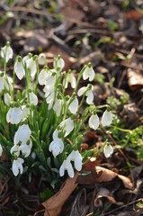 Snowdrops in the woods on a bright and sunny day. The white colours of these tender flowers shines so brightly in the green grass. There are some old browns fallen leaves from the previous autumn.