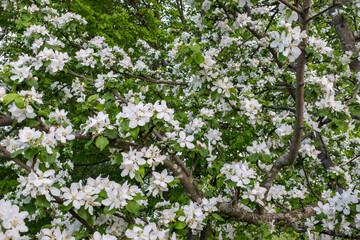 Spring background from branches of a blossoming apple tree. Blossom apple-tree flowers close-up. White apple flowers for publication, design, poster, calendar, post, wallpaper, postcard, banner, cover