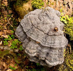 Very large and unusual fungi growing on tree root in woodland, Scotland, UK