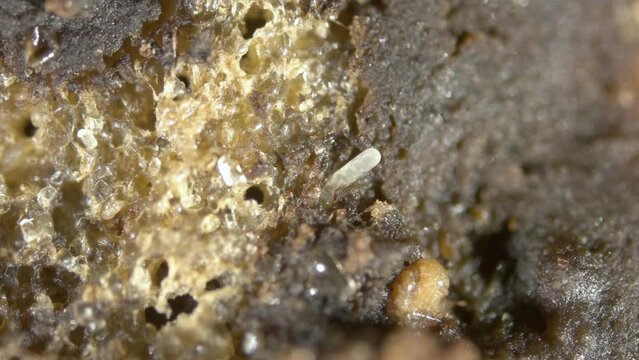 worm Enchytraeus sp. under the microscope, Oligochaeta, order Haplotaxida. Lives both in soil and water. Diluted as food for aquarium fish