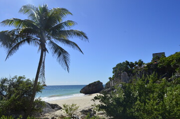 Fototapeta na wymiar Praia com coqueiro e céu e mar azul
