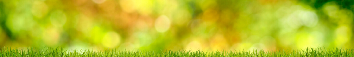 Horizontal image of grass on a blurred green background.