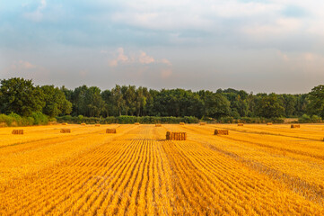 Golden wheat fields