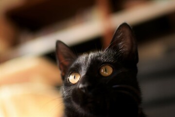 黒い猫