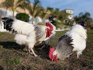 Big male sussex chicken or rooster in the garden. English sussex chicken breed.