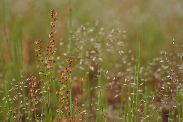 wild weeds with small flowers