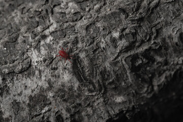 red tiny mites on a tree trunk