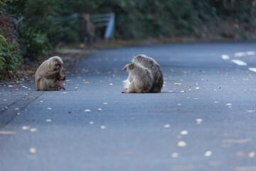 Wild monkey in Yakushima island Kagoshima Japan	
