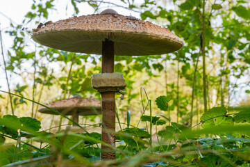 Full-grown specimen of the Great Parasol fungus (Macrolepiota procera) among the grass of the dunes in the Amsterdamse Waterleidingduinen