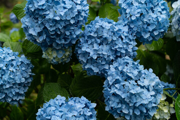 Close up colorful Hydrangea 
