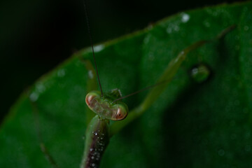 praying mantis close up from above