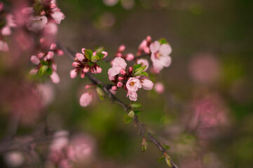 Pink flowers with leaves on a branch in spring